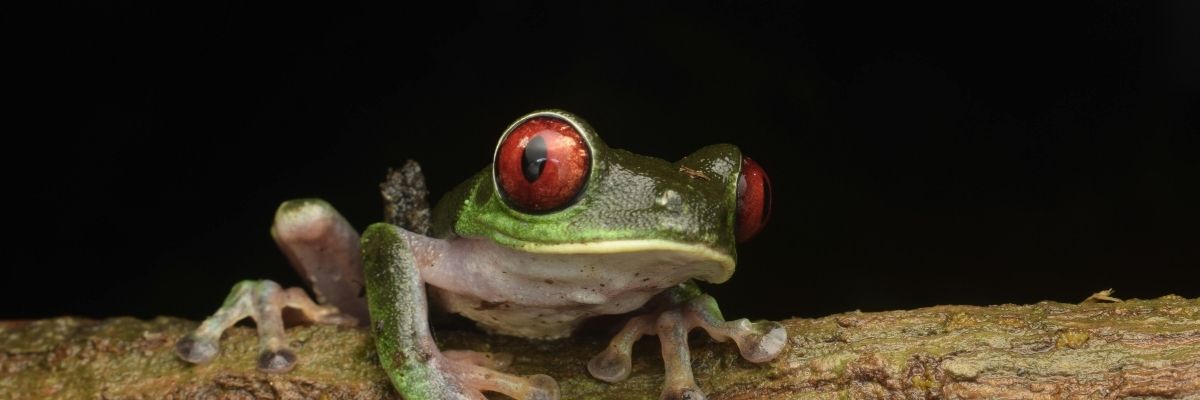 Votre Bouclier Vert